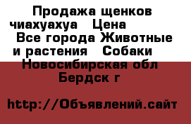 Продажа щенков чиахуахуа › Цена ­ 12 000 - Все города Животные и растения » Собаки   . Новосибирская обл.,Бердск г.